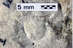 Foto (Detailansicht) von Goniodromites bidentatus (Reuss, 1859) (NHMW-GEO-1990-0041-0371)